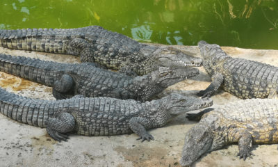 planète crocodiles